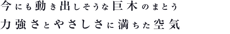 今にも動き出しそうな巨木のまとう力強さとやさしさに満ちた空気
